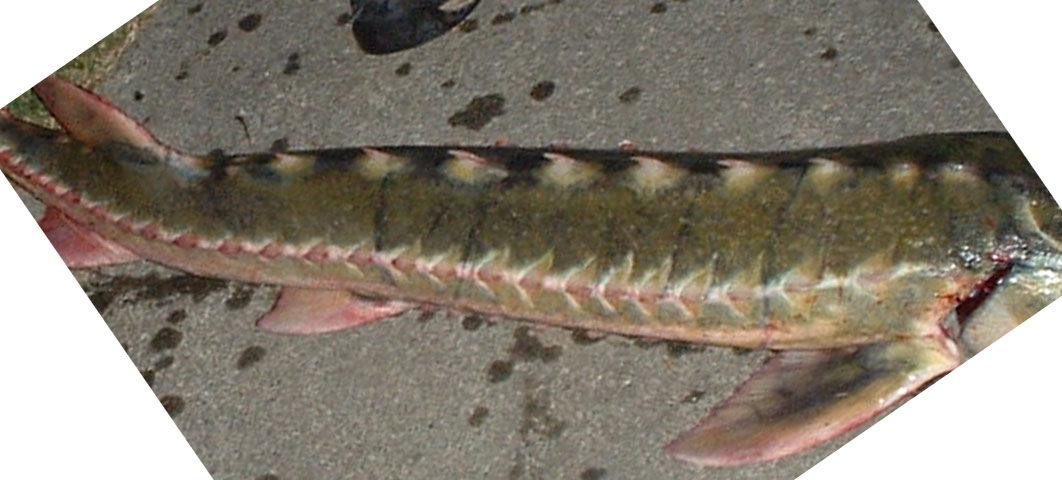 sturgeon sharp spines/teeth