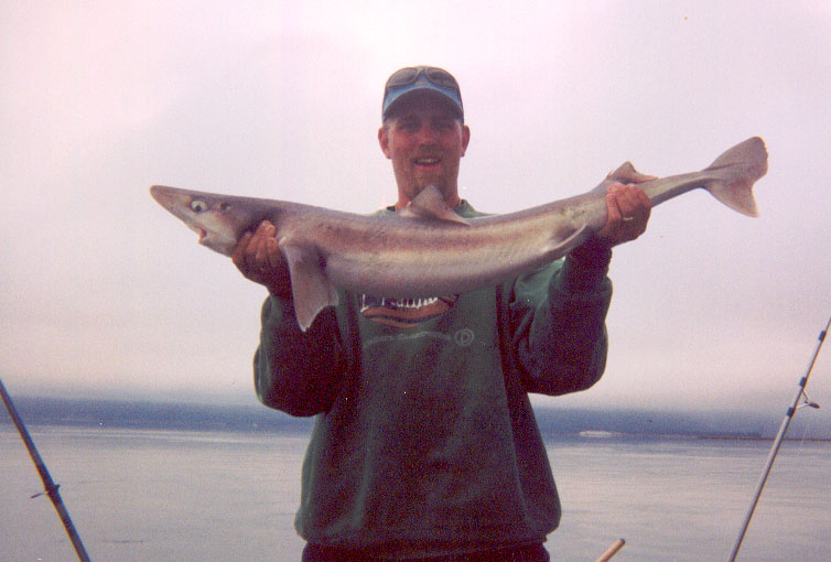 Shark, yeah!