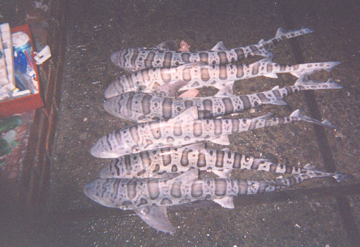 Lots of Leopard Shark