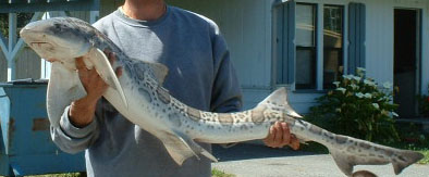leopard shark