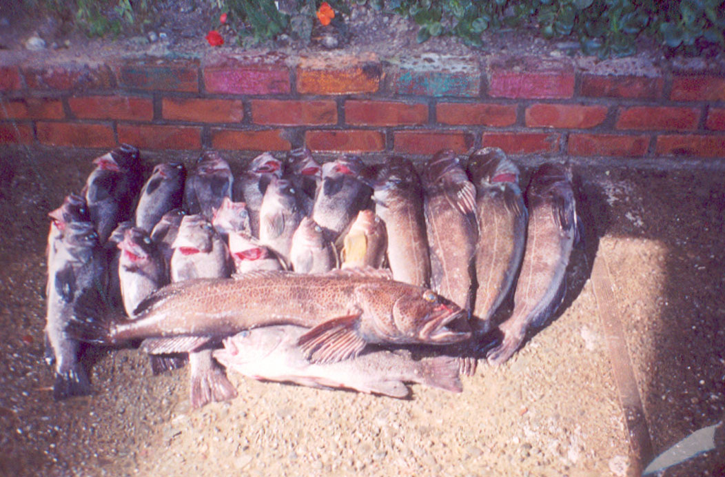 a lot of fish
