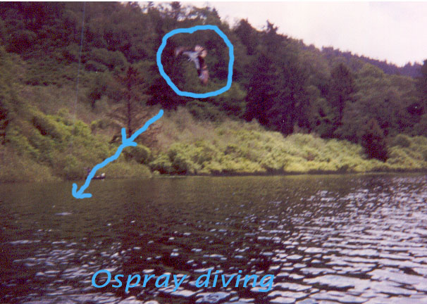 Ospray diving for Thomas's fish