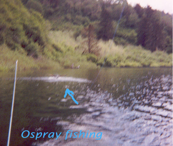 ospray fishing