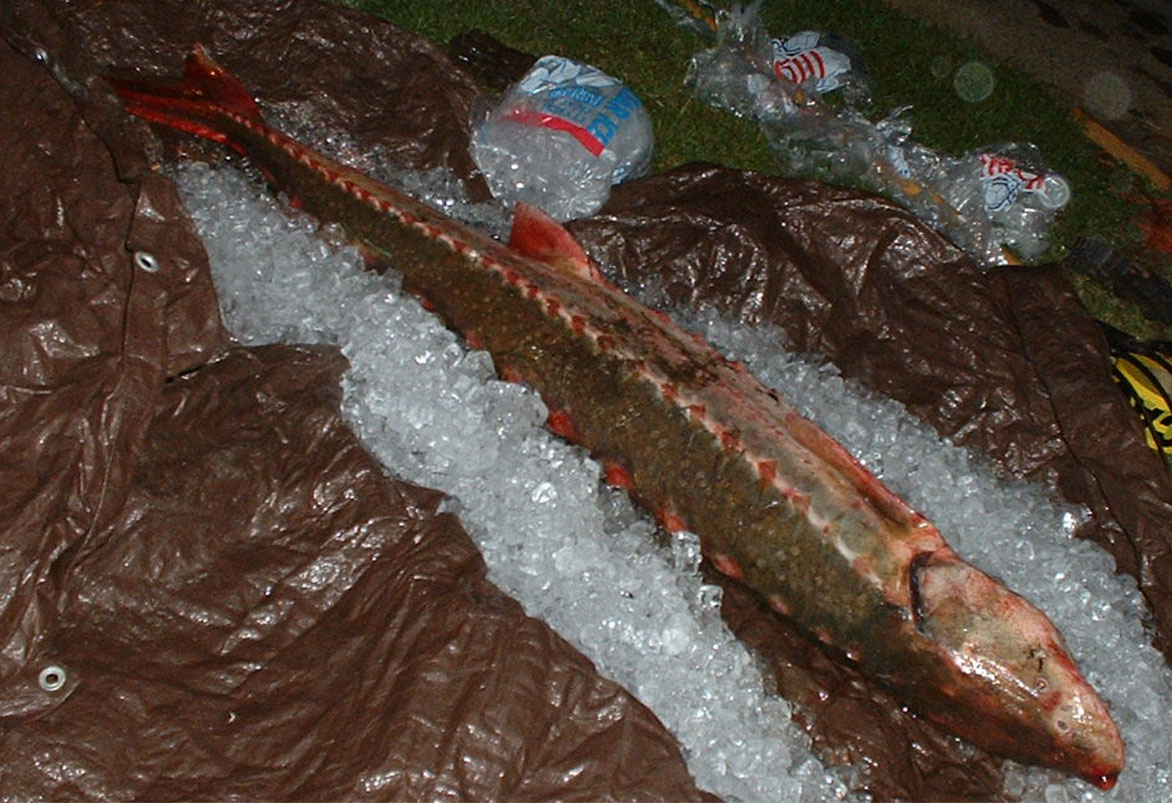 a large 65lbs stugeon