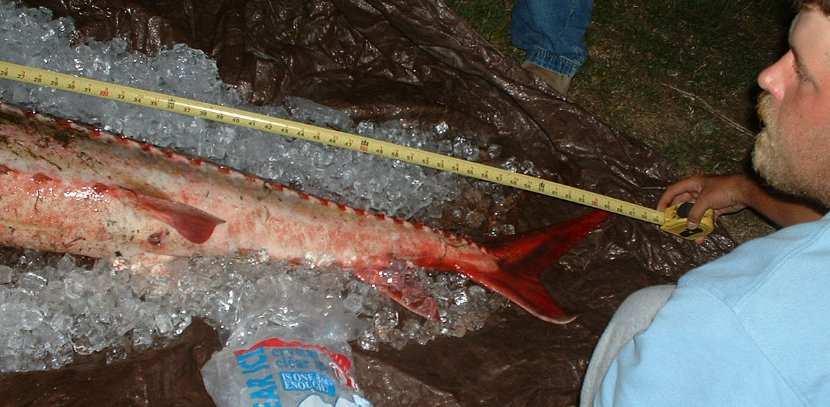 67 inches - just under the limit