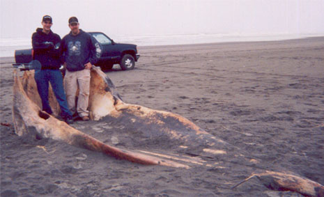 whale skull